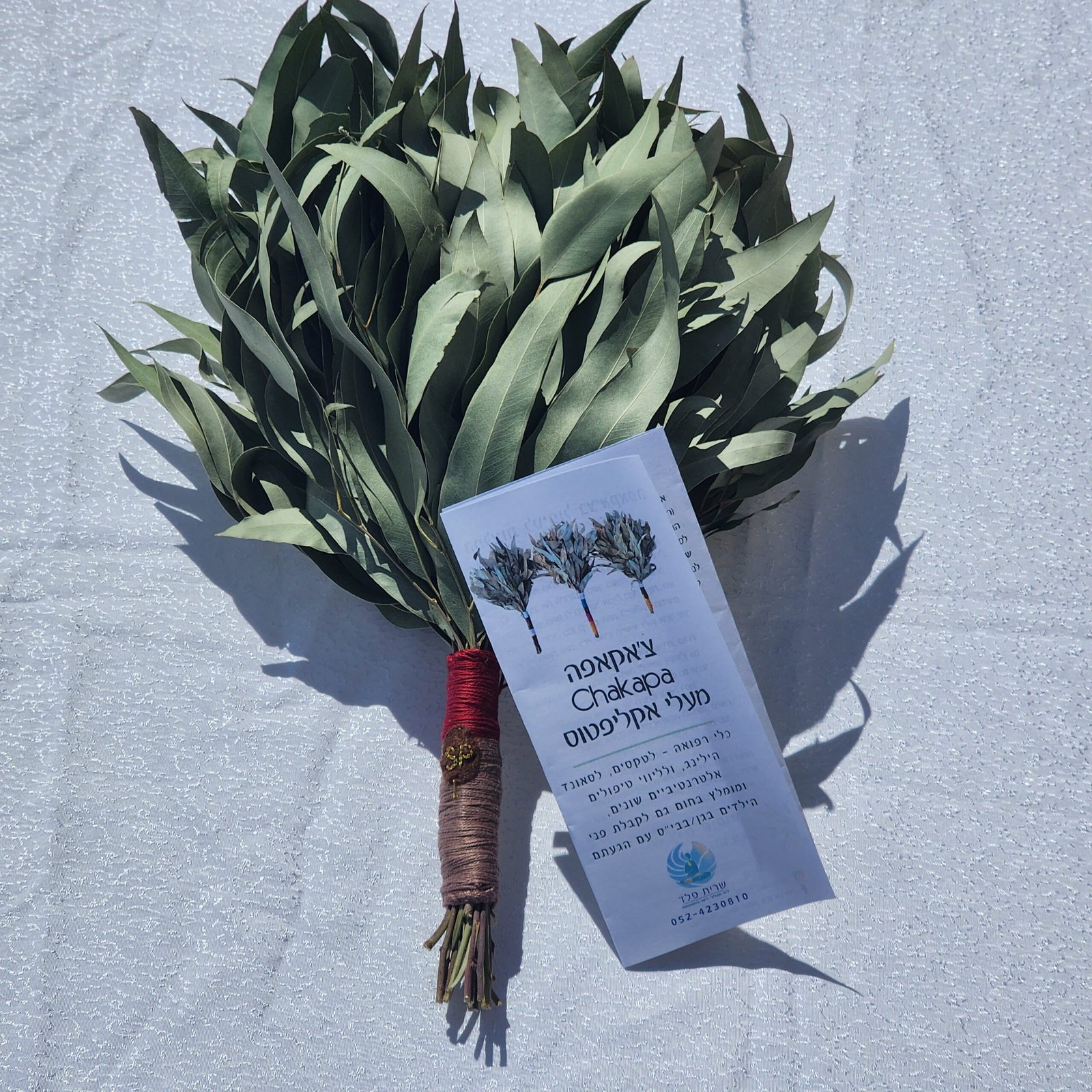 צ'אקאפה מעלי אקליפטוס – תמונה 4